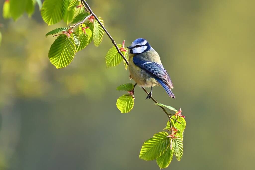 blue tit 7965696 1280 2023 11 23 134816