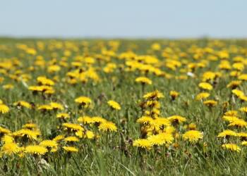 dandelion 3382663 1280 2023 11 01 123051