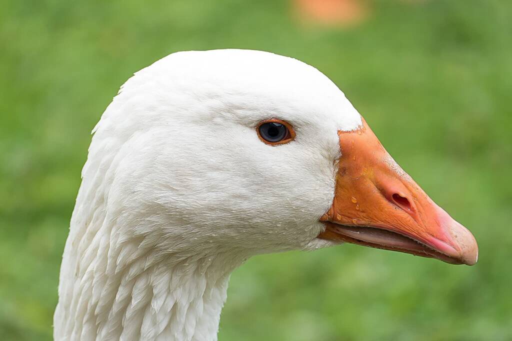 goose 525420 1280 2023 11 11 081449