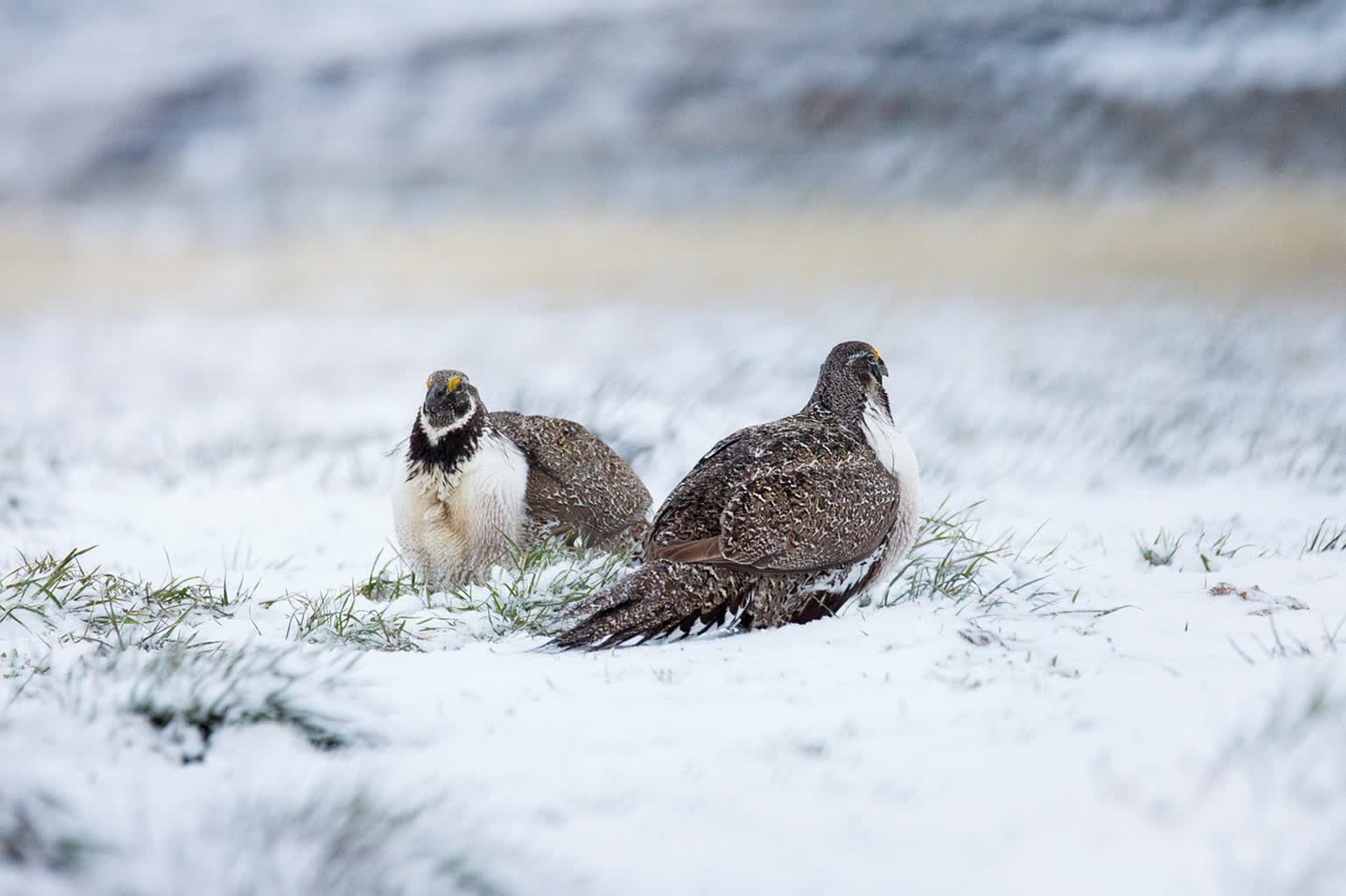 Populacja cietrzewia w Polsce na skraju wyginięcia 3 greater-sage-grouse-6835237_1280.jpg