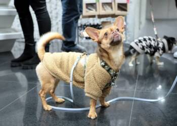 pm zwierzaki 181123 025 2023 11 18 151551