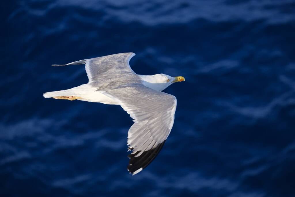 seagull 3491310 1280 2023 11 04 075039