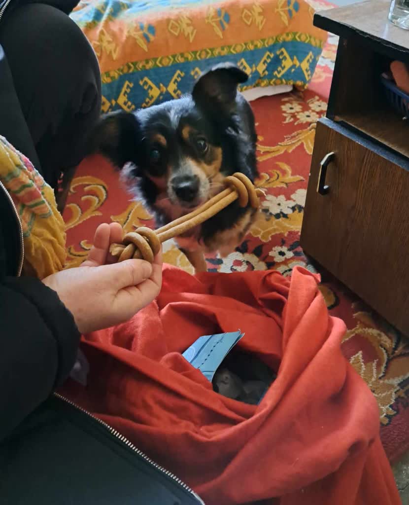 Paka Dla Zwierzaka. Pomocnicy św. Mikołaja rozdali prezenty czworonogom 2 408887726_359351026626259_2250473239389921319_n.jpg