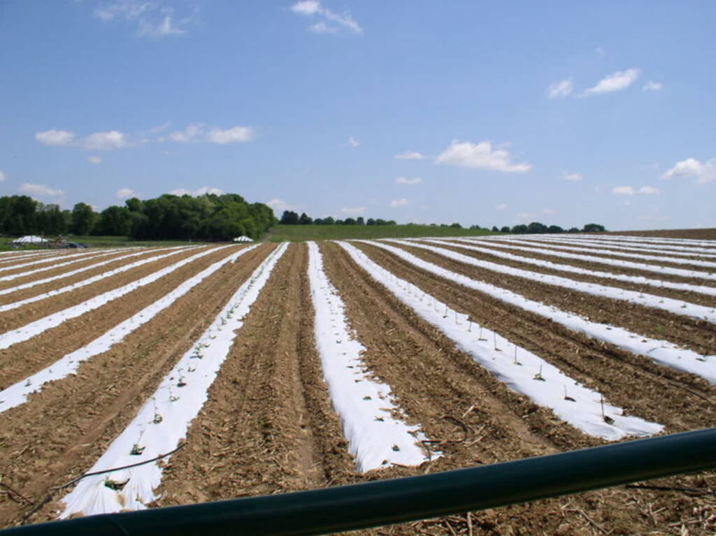 800px vegetables grown on plastic mulch 2023 12 03 125616