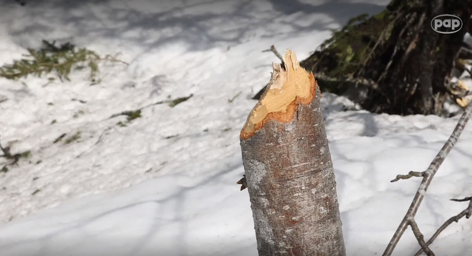 Bóbr-pionier spędzi kolejną zimę nad Morskim Okiem 2 Bez tytułubobr.png