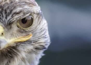 bird 359143 1280 2023 12 15 134520