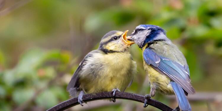 feeding fledgling blue tit 5183136 1280 2023 12 30 075437