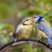 feeding fledgling blue tit 5183136 1280 2023 12 30 075437