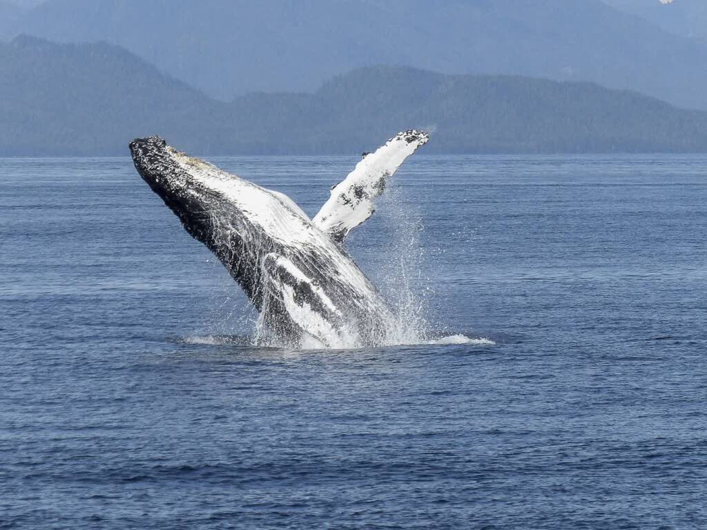 humpback whale 436115 1280 2023 12 19 201818