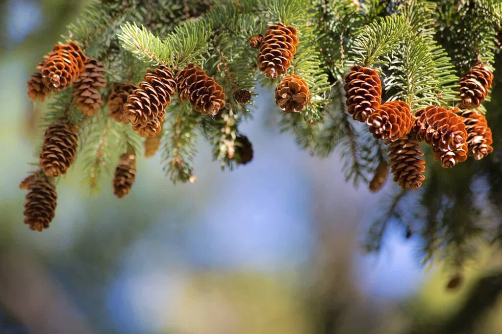 pine cones 2823765 1280 2023 12 19 091025