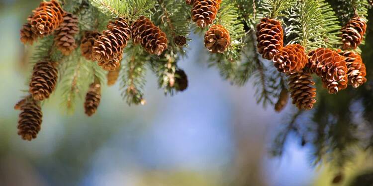 pine cones 2823765 1280 2023 12 19 091025