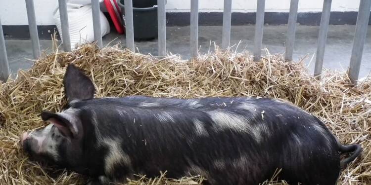 pulawska pig xxviii krajowa wystawa zwierzat hodowlanych poznan 4 2023 12 04 133058