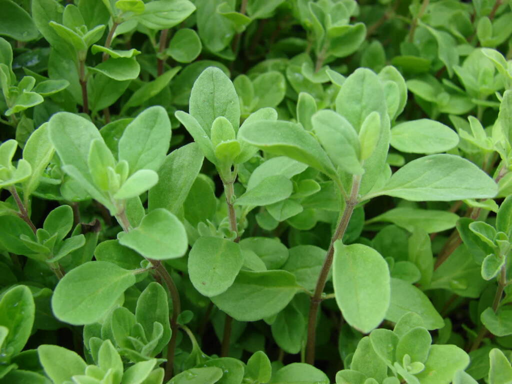 starr 070906 8859 origanum majorana 2023 12 26 103032