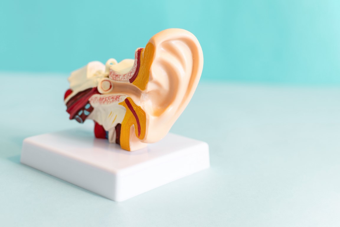 Uszy a codzienna rutyna - dlaczego higiena uszu powinna być stałym elementem pielęgnacji? 2 kiedy-uszy-wymagaja-regularnego-czyszczenia.jpg