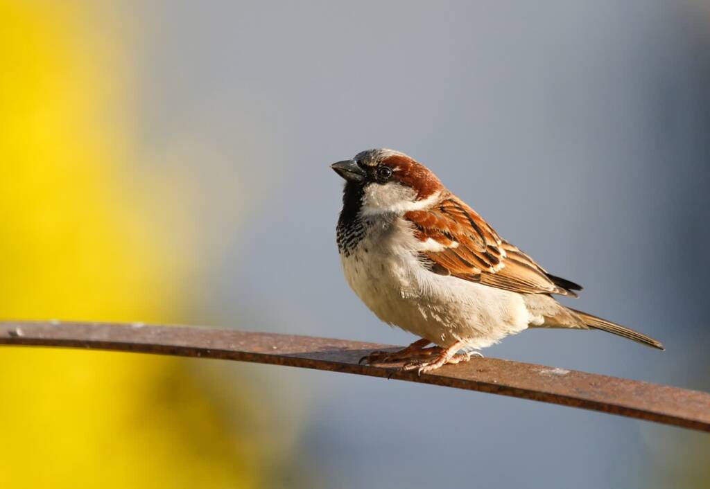 sparrow 6300790 1280 2024 01 28 211731