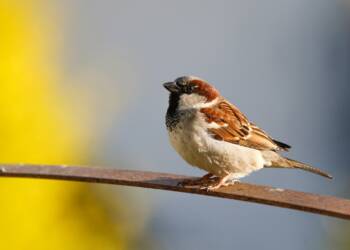 sparrow 6300790 1280 2024 01 28 211731