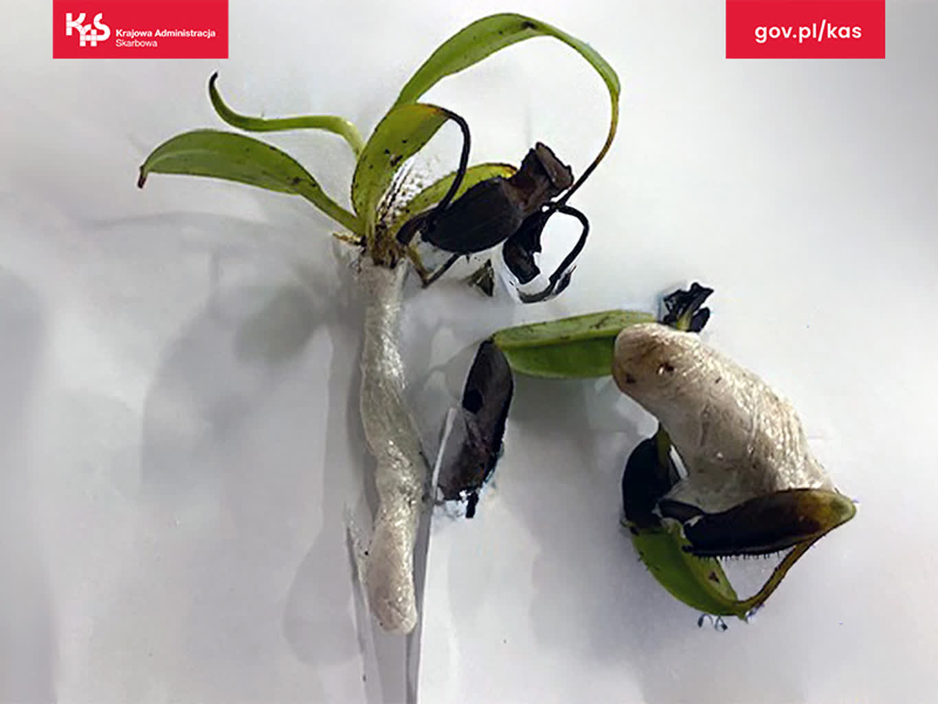 Zamiast T-shirtów mięsożerne rośliny. Przesyłka z Malezji zatrzymana przez celników 2 article.jpg