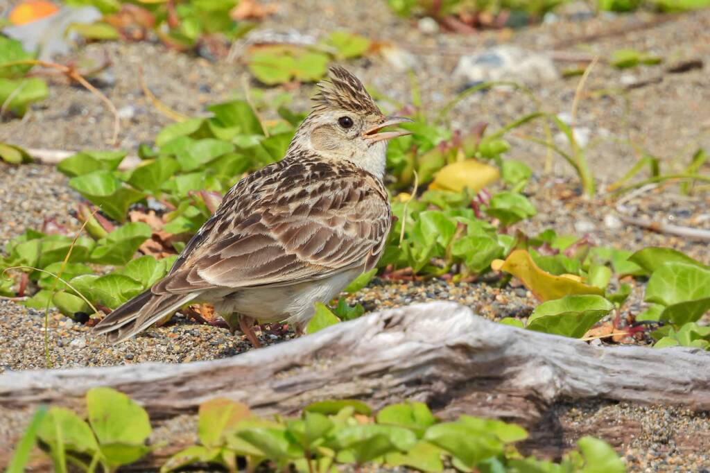 bird 7204799 1280 2024 02 22 092830