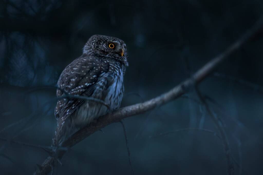 eurasian pygmy owl 6881984 1280 2024 02 23 184429