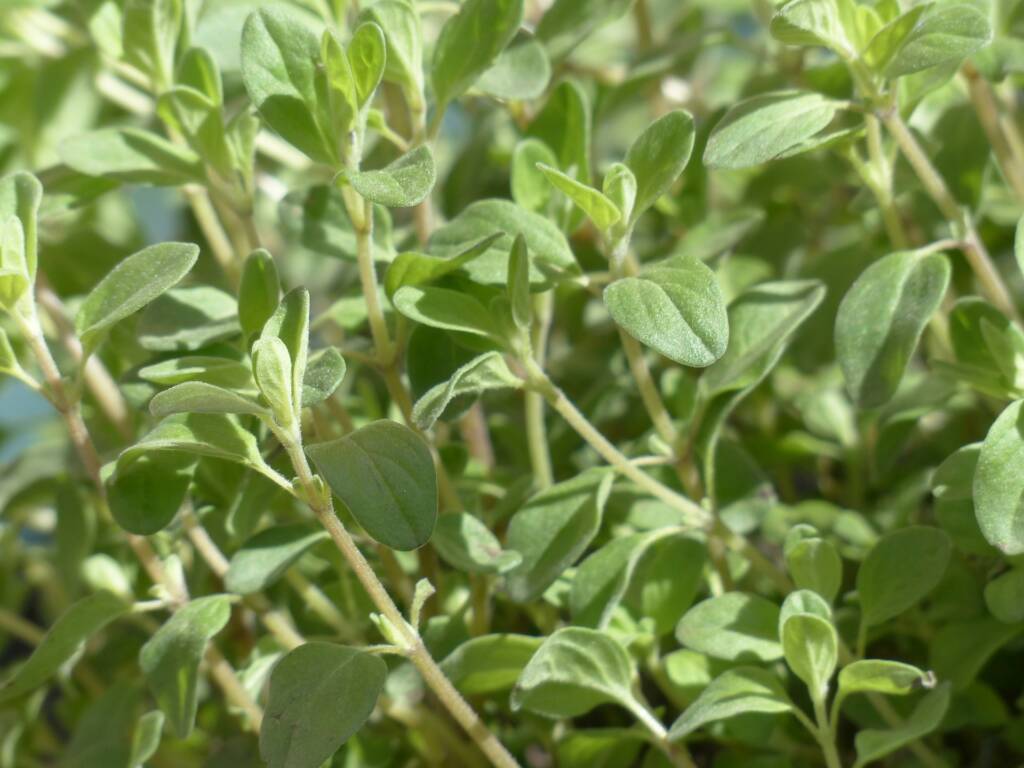 marjoram 115353 1920 2024 02 06 072333