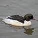 mergus merganser sandwell england male 8 2024 02 18 183748