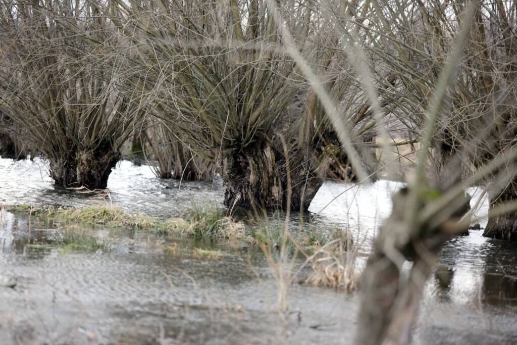 pm bug 050224 013 2024 02 15 085643