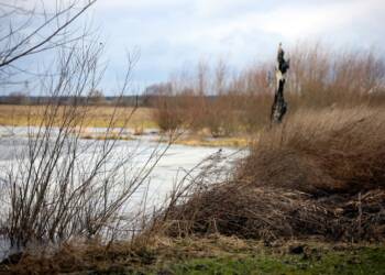 pm bug 050224 021 2024 02 05 195015