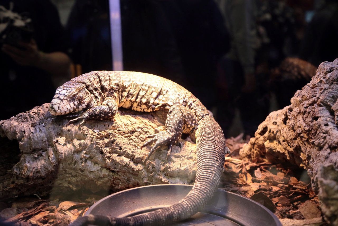 Jeże, lemury i alpaki. Zwierzęta z czterech stron świata w Lublinie 2 pm_ZOO-071023-021.jpg