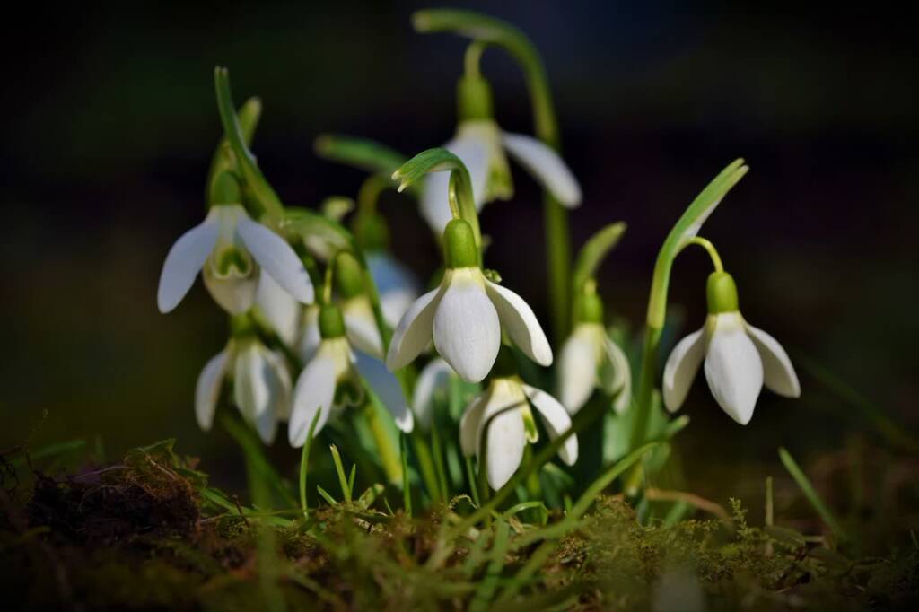 snowdrop 4029890 1280 2024 02 23 141341