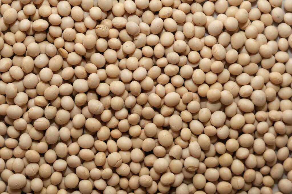 soy bean 4994576 1280 2024 02 24 132151