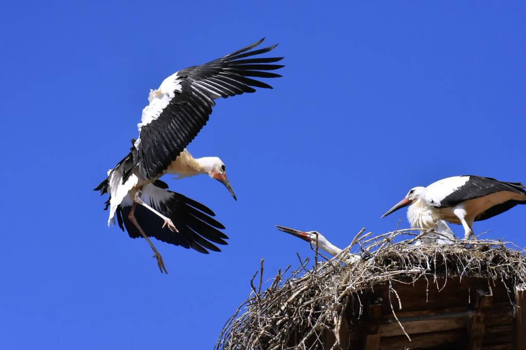 stork 3566099 1280 2024 02 03 212112