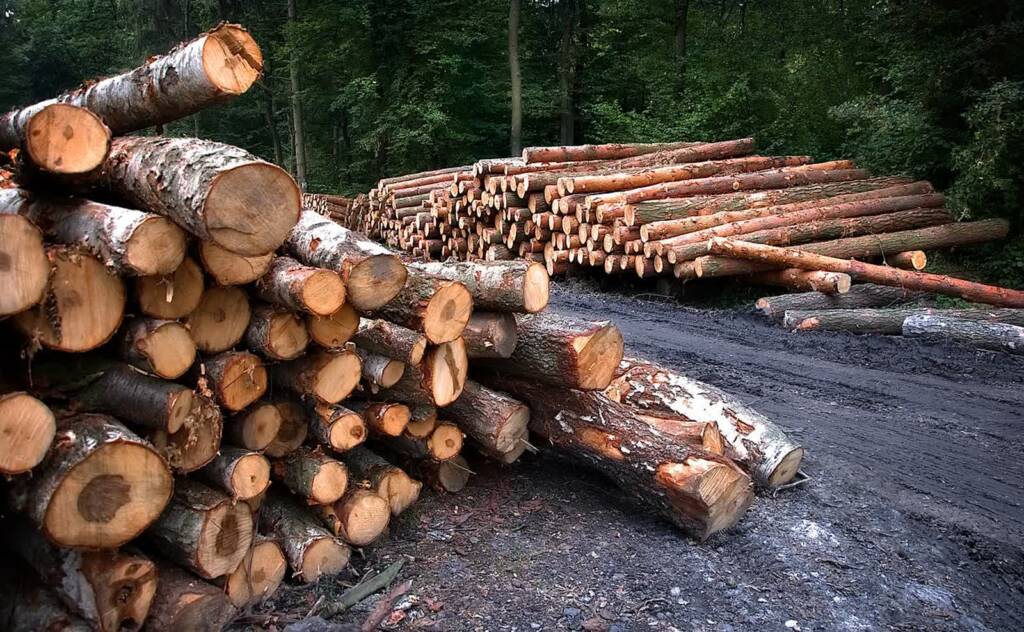 wood 3662510 1280 2024 02 02 151531