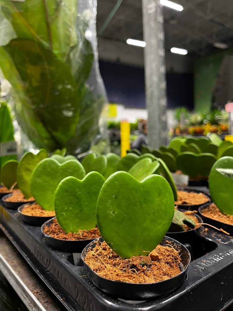 Puławy: Festiwal Roślin przyciąga tłumy zwiedzających 3 428518568_805139061632954_2250576998595931954_n.jpg