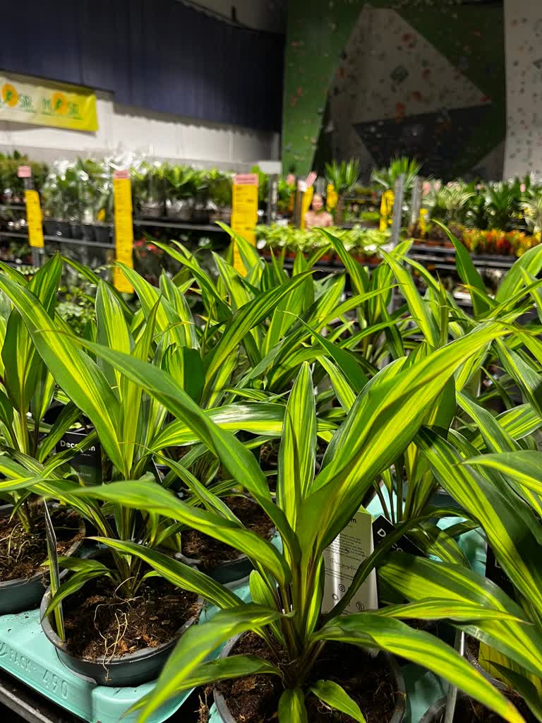 Puławy: Festiwal Roślin przyciąga tłumy zwiedzających 2 431121030_805138938299633_6708551210749272927_n.jpg