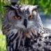 eagle owl img 9203 2024 03 22 221643