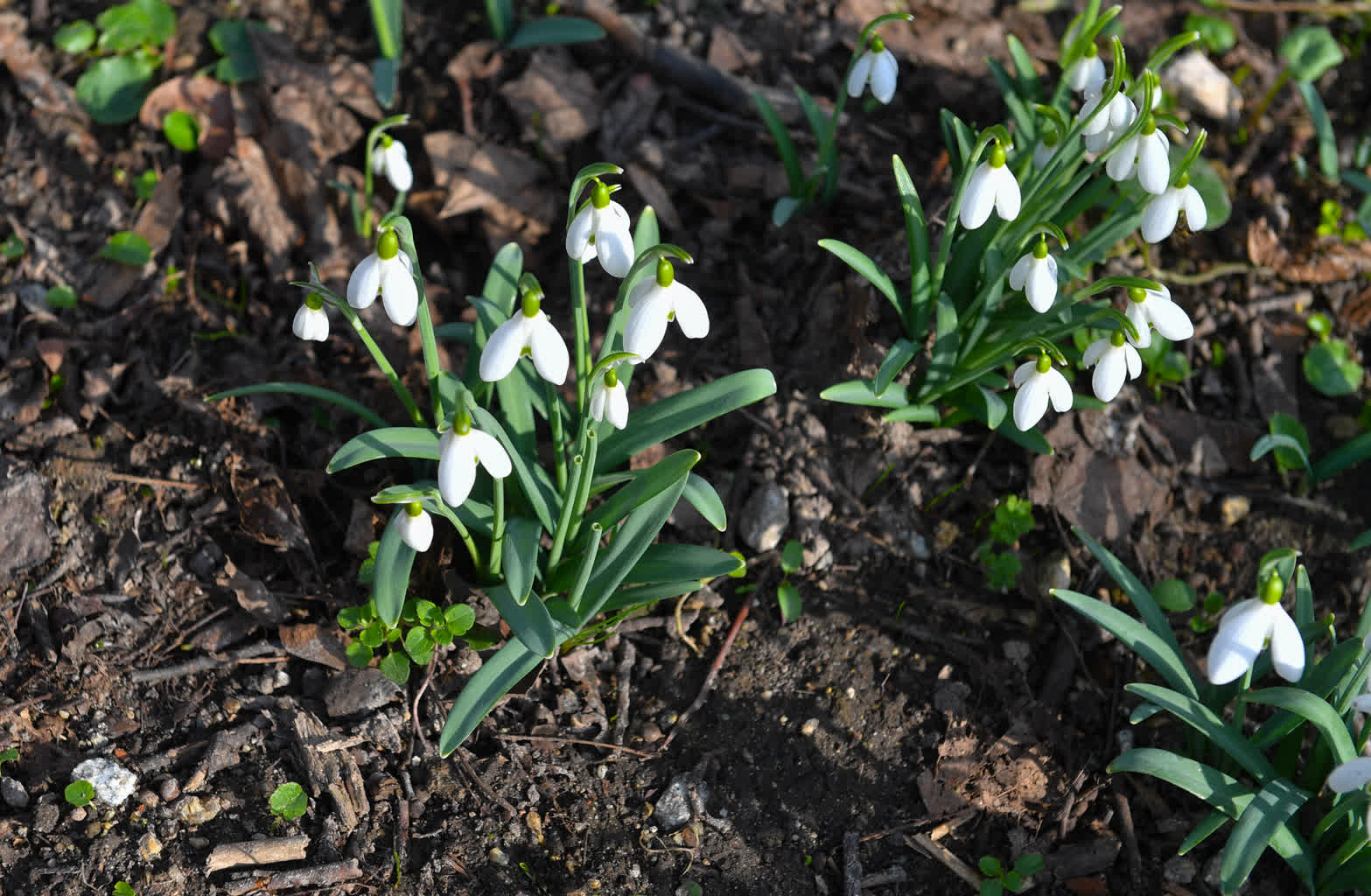 Ekspert: ciepły luty nie jest zwykłą anomalią. To obraz systemowej zmiany klimatu 2 kra_1740-2024-02-29-061822-scaled.jpg