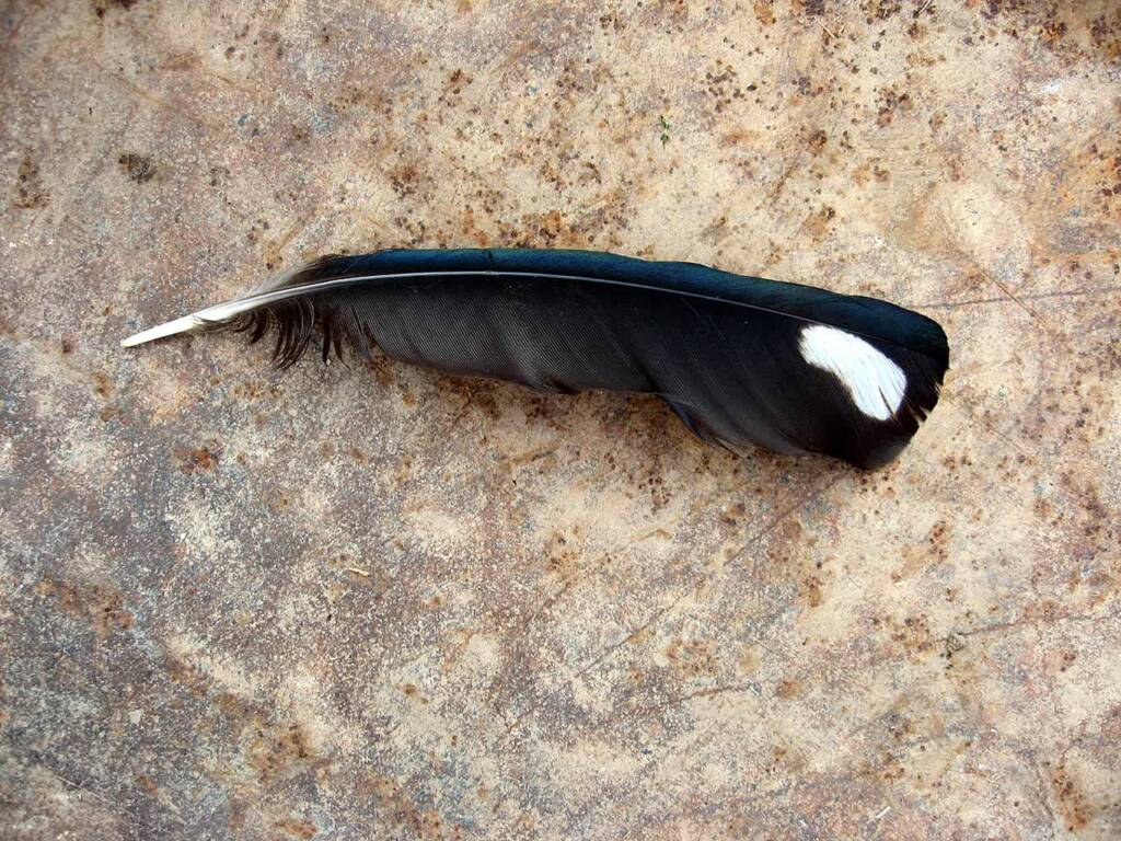 ptaci brko 2024 03 16 090012