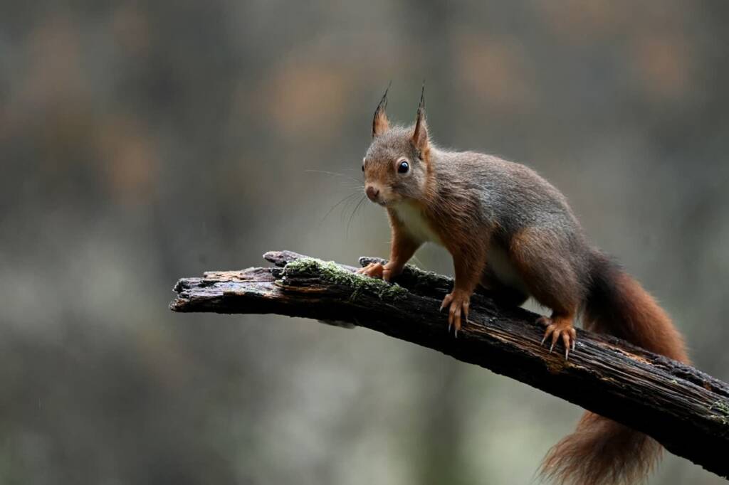 red squirrel 6867105 1280 2024 03 31 182632