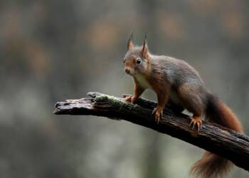 red squirrel 6867105 1280 2024 03 31 182632