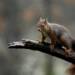 red squirrel 6867105 1280 2024 03 31 182632