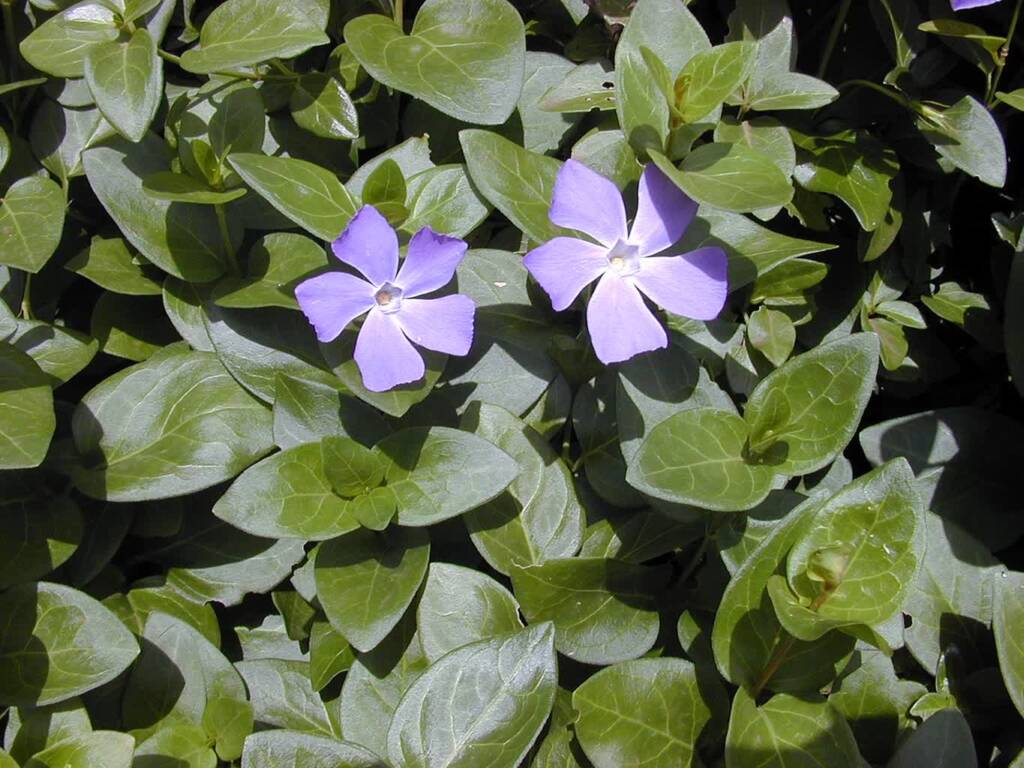 starr 010419 0053 vinca major 2024 03 28 135653