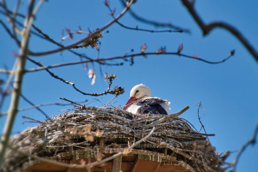 stork 7029266 1280 2024 03 29 124434