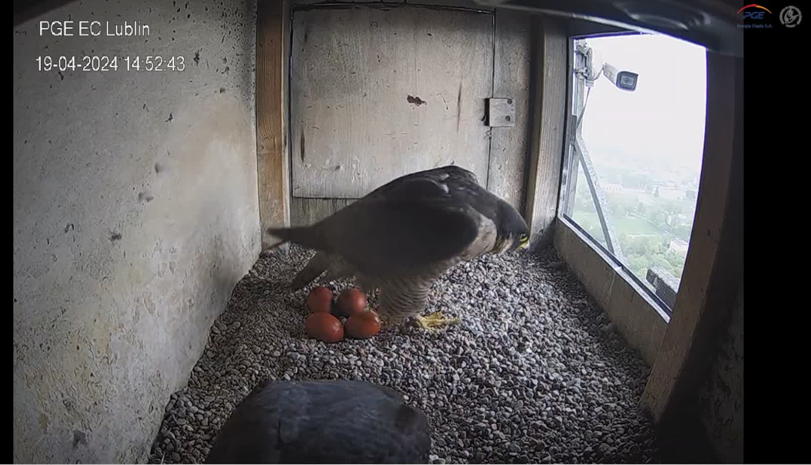 "Serial, jakiego świat nie widział". Love story lubelskich sokołów 2 436382881_834727938689122_2486270416194649350_n.jpg