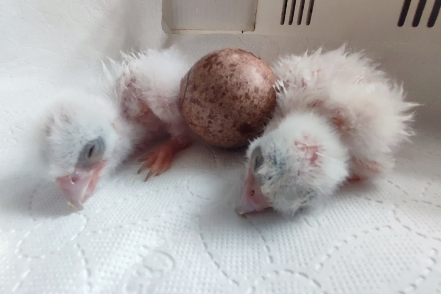 "Serial, jakiego świat nie widział". Love story lubelskich sokołów 3 438891334_417868470944788_3854583617495842010_n.jpg