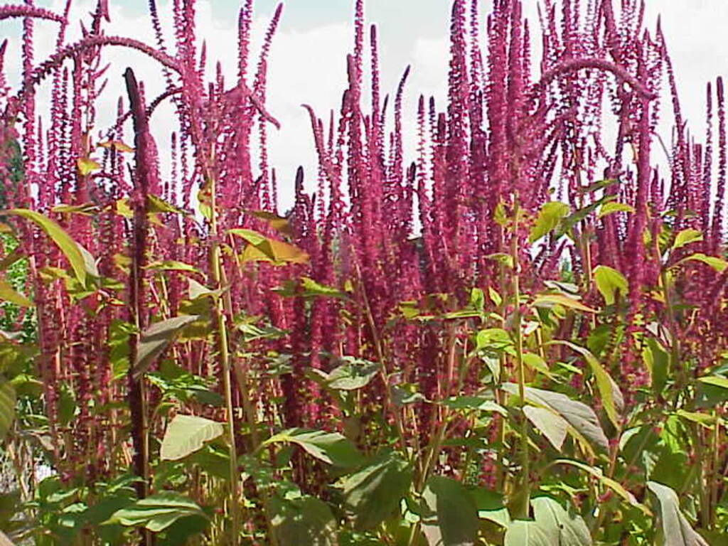 amaranthus cruentus1 2024 04 19 152938