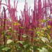 amaranthus cruentus1 2024 04 19 152938