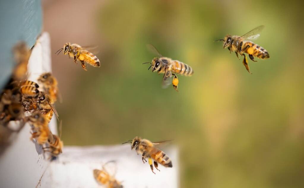 bees 8267791 1280 2024 04 12 184804