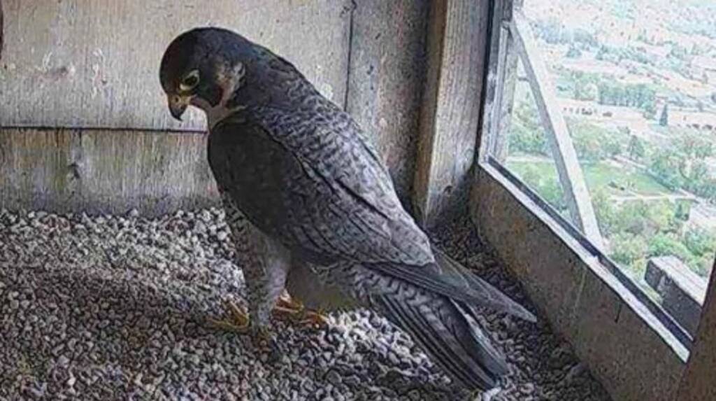 Kto otruł lubelskiego sokoła? Powstała zbiórka na odkrycie sprawcy 1 ca55fbeaaf11c5c54f781ead0dec20a2 2024 04 27 104504