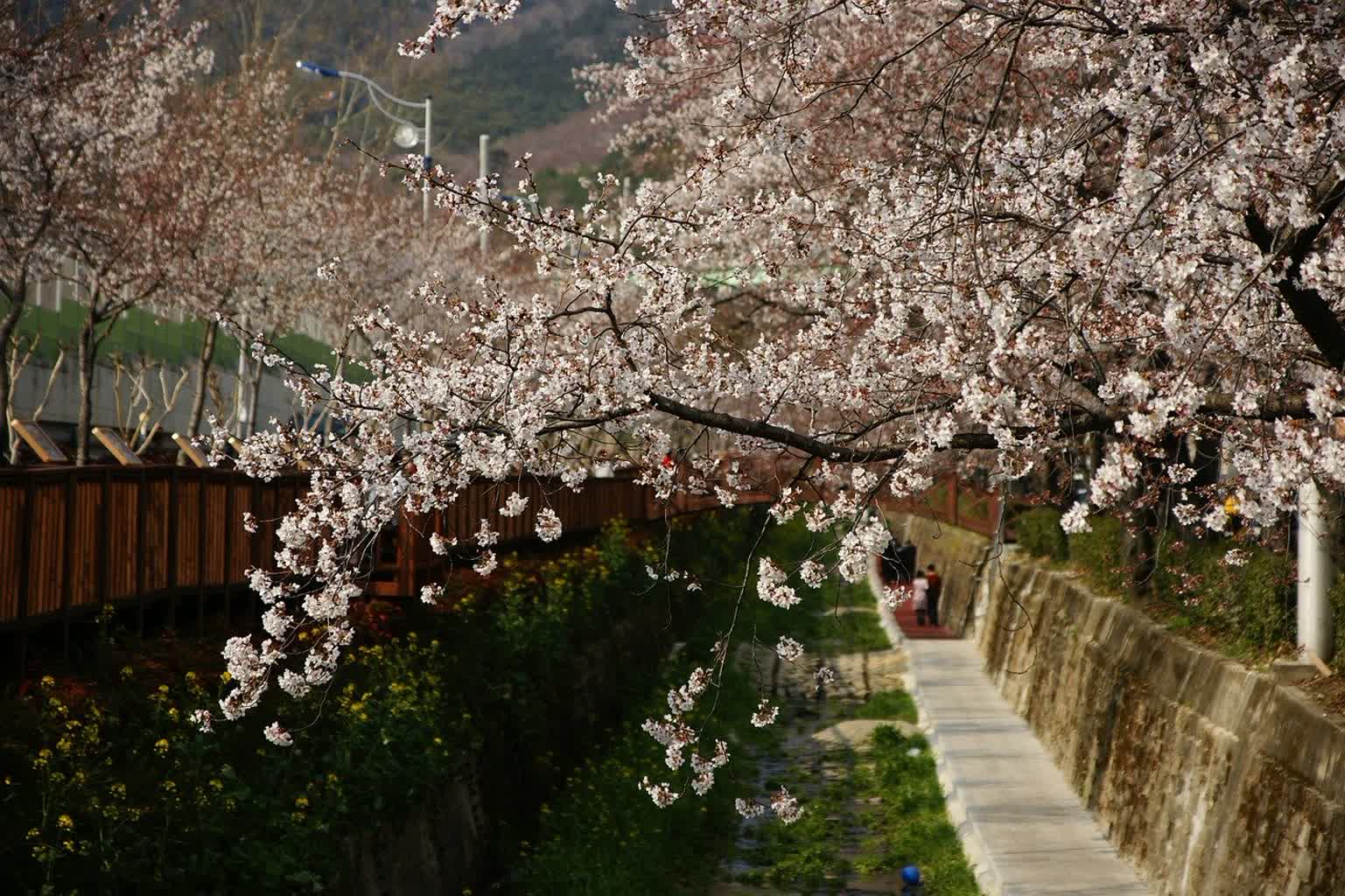 cherry-blossoms-7844094_1280.jpg