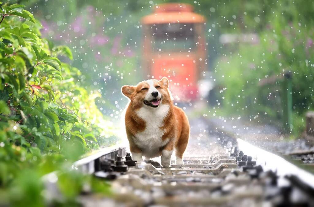 corgi 4415649 1280 2024 04 25 153752